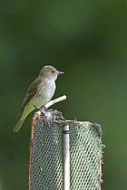 Spotted flycatcher (Muscicapa striata) perching on dummy perch trap used in RSPB research project. Bedfordshire, UK. July 2006