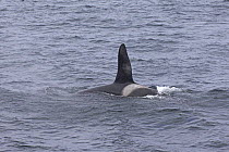 Bull orca / Killer whale (Orcinus orca) at sea surface, Snaefellsnes peninsula, Iceland. July 2006