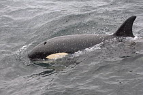 Female Killer whale (Orcinus orca) at sea surface. Snaefellsnes peninsula, Iceland. July 2006