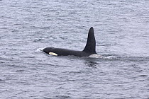 Bull orca / Killer whale (Orcinus orca) at sea surface, Snaefellsnes peninsula, Iceland. July 2006