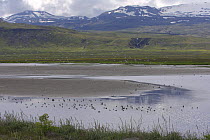 Flock of Red-necked / Northern phalarope (Phalarope lobatus) and Arctic terns (Sterna paradisaea) on Brackish lagoon, Iceland. July 2006