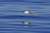 Northern fulmar (Fulmarus glacialis) in flight over calm sea, with feet projecting above tail. Iceland, July 2006