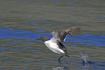 Brunnich's guillemot (Uria lomvia) taking off from sea surface. Iceland. July 2006
