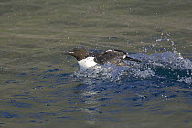 Brunnich's guillemot (Uria lomvia) taking off from sea surface. Iceland. July 2006