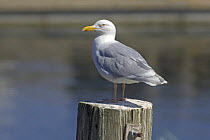 Glaucous gull (Larus hyperboreus) perching on fence post. Iceland. July 2006