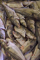 A large catch of Atlantic cod (Gadus morhua) caught on long line, boxed ready for market. Iceland. July 2006