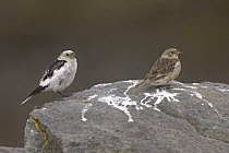 Snow bunting (Plectrophenax nivalis) male female pair in summer plumage, Iceland, July 2006