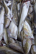 A large catch of Atlantic cod (Gadus morhua), gutted and boxed, Iceland, July 2006