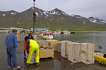 Landing the day's catch of Atlantic cod (Gadus morhua) at fishing port of Siglufjördur, north Iceland. July 2006