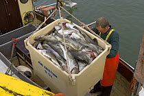 Landing the day's catch of Atlantic cod (Gadus morhua) at fishing port of Siglufjördur, Iceland. July 2006