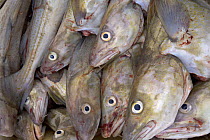 A large catch of Atlantic cod (Gadus morhua), gutted and boxed, Iceland. July 2006