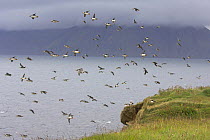Group of Atlantic puffin (Fratercula arctica) in flight at breeding colony. Island of Flatey, northern Iceland. July 2006