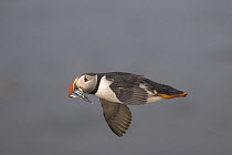 Atlantic puffin (Fratercula arctica) flying with catch of sandeels. July 2006
