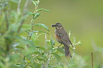 Redwing (Turdus iliacus) with beak full of insects, perched in willow. Iceland, August 2006
