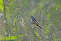 Male Bearded tit (Panurus biarmicus) perched in reeds. Norfolk, UK. September 2006