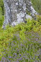 Base of Silver birch (Betula pendula) trunk amongst Blaeberry and flowering Heather, Alladale, Scotland, UK, 2005
