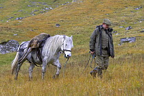 Assistant stalker, Ronnie MacLeod leads Highland Pony home with culled red deer hind, Alladale Wilderness Reserve, Ardgay, Sutherland, Scotland, UK, 2005