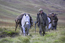 Assistant stalker, Ronnie MacLeod leads Highland pony home with culled red deer hind, Alladale Wilderness Reserve, Ardgay, Sutherland, Scotland, UK, 2005