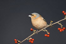 Chaffinch (Fringilla coelebs) adult male on cotoneaster branch, Cairngorms National Park, Scotland, UK