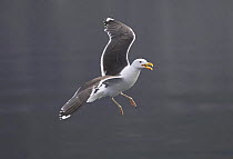 Greater black-backed gull (Larus marinus) calling while flying, Norway