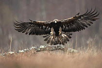Golden eagle (Aquila chrysaetos) landing in woodland clearing,Cairngorms NP, Scotland, UK Captive