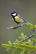 Great Tit (Parus major) perched on spruce tree, Nord-Trondelag, Norway