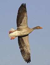 Greylag goose (Anser anser) in flight, Solway Firth, Scotland, UK