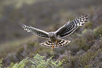 Hen harrier (Circus cyaneus) adult female bringing  Meadow pipit prey to nest, Sutherland, Scotland, UK