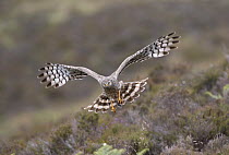 Hen harrier (Circus cyaneus) adult female bringing  Shrew prey to nest, Sutherland, Scotland, UK