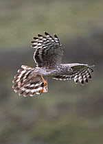 RF- Hen harrier (Circus cyaneus) adult female bringing in prey to nest, Sutherland, Scotland, UK. (This image may be licensed either as rights managed or royalty free.)