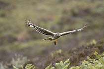 Hen harrier (Circus cyaneus) adult female bringing Shrew prey to nest, Sutherland, Scotland, UK
