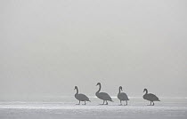 Four Mute Swans (Cygnus olor) walking across frozen loch in dawn mist in winter, Cairngorms National Park, Scotland, UK