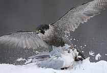 Peregrine falcon (Falco peregrinus) feeding on Common gull in winter, Cairngorms National Park, Scotland, UK- falconer's bird