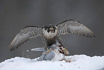 Peregrine falcon (Falco peregrinus) feeding on Common gull in winter, Cairngorms National Park, Scotland, UK - falconer's bird