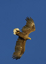 RF- Sea eagle (Haliaeetus albicilla) adult in flight, Flatanger, Norway. (This image may be licensed either as rights managed or royalty free.)