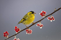 Siskin (Carduelis spinus) male perched on frosted Cotoneaster branch, Scotland, UK