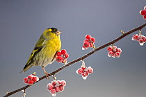 RF- Siskin (Carduelis spinus) male perched on frosted Cotoneaster branch, Scotland, UK. (This image may be licensed either as rights managed or royalty free.)
