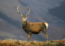 RF- Red deer (Cervus elaphus) stag, standing on open hillside. Alladale Wilderness Reserve, Highlands, Scotland, UK. (This image may be licensed either as rights managed or royalty free.)
