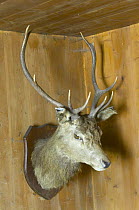 Red deer (Cervus elaphus) stag head mounted on wall, Alladale Bothy, Sutherland, Scotland, UK