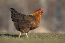 Domestic chicken / hen {Gallus gallus domesticus), Black Rock strain roaming free range on Scottish farm, Scotland, UK