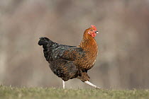 Domestic chicken / hen {Gallus gallus domesticus),  Black Rock strain roaming free range on Scottish farm, Scotland, UK