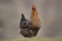 Domestic chicken / hen {Gallus gallus domesticus),  Black Rock strain roaming free range on Scottish farm, Scotland, UK