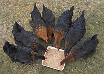 Domestic chickens / hens {Gallus gallus domesticus),  free range, feeding on "mash" - mixture of grain and oats, Scotland, UK