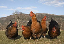 Free range domestic hens {Gallus gallus domesticus),  feeding in front of Grampian Mountains, Cairngorms National Park, Scotland, UK