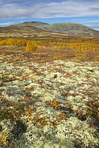 View over autumnal tundra with montane birch scrub. Venabu, Oppland near Rondane National Park, Norway