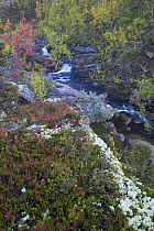 Mountain stream running through autumnal woodland, Orkdalen, Kvikne, Sor-Trondelag, Norway.