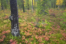 Rich autumnal colour on forest floor, Rendalen, Hedmark, Norway