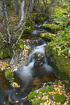 Forest stream flowing through autumnal woodland, Rendalen, Hedmark, Norway
