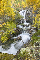 Series of waterfalls running through ancient boreal forest in Atndalen, Stor-elvdal, Sor-Trondelag, Norway