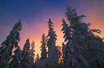 RF- Late afternoon light in the sky above snow-laden boreal forest. Halsingland, Sweden, 2006. (This image may be licensed either as rights managed or royalty free.)